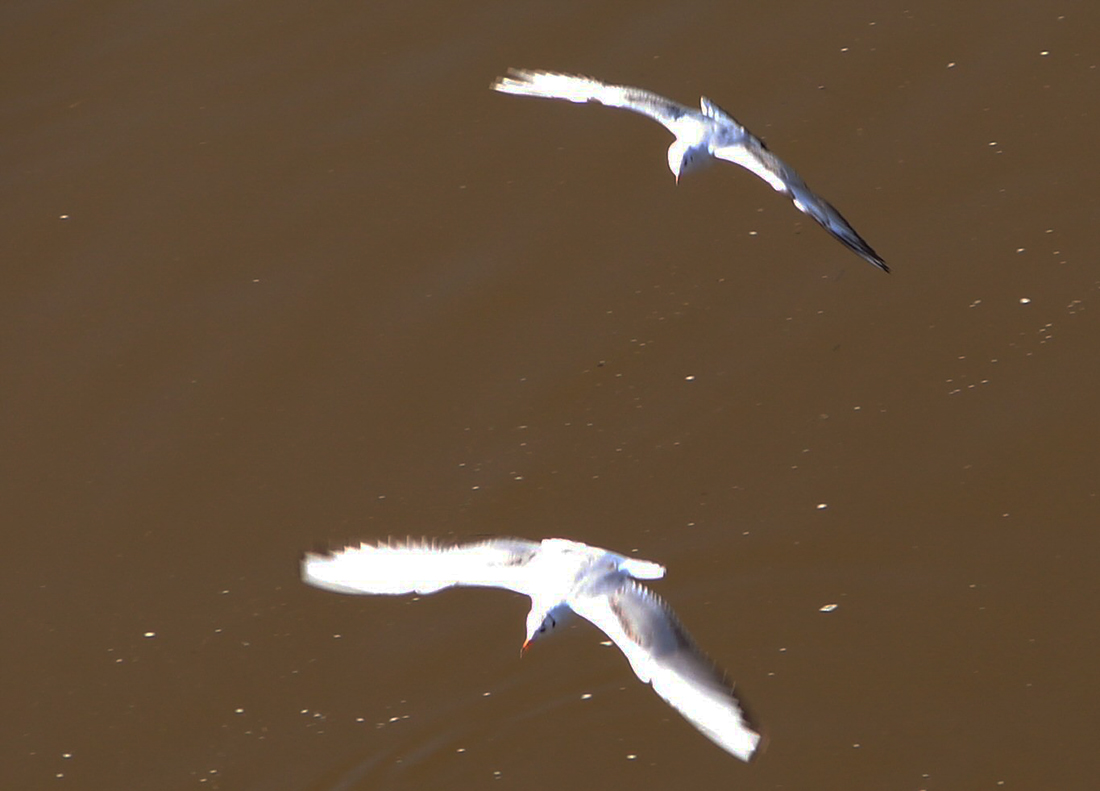fauna guadiana