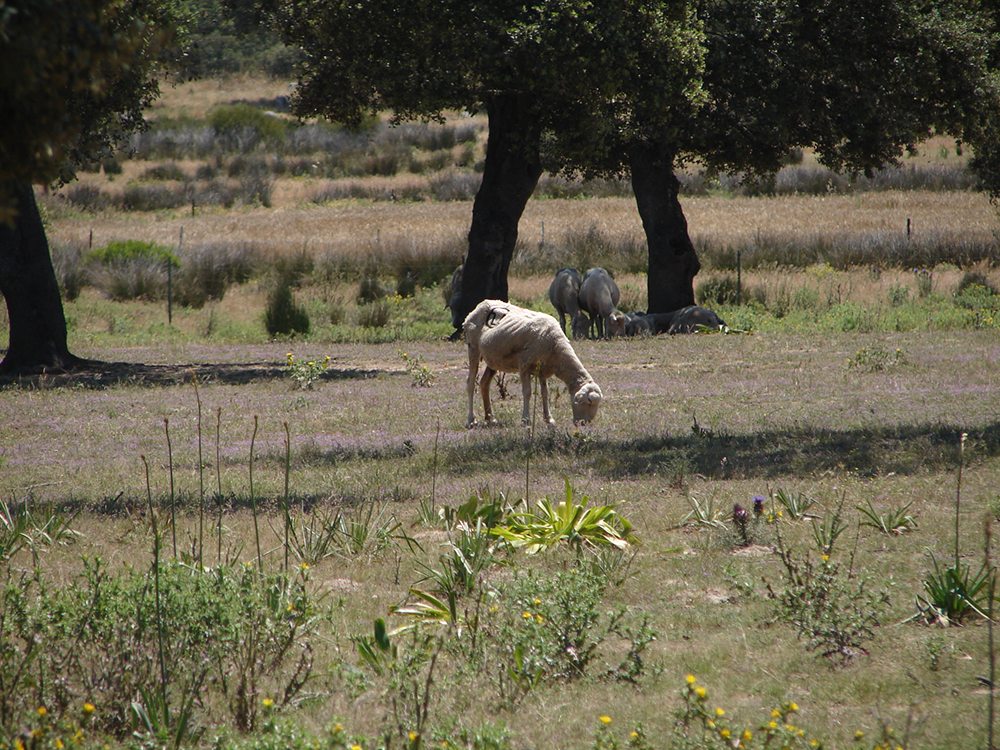 dehesa