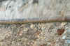 cortinas07.jpg (429388 bytes)